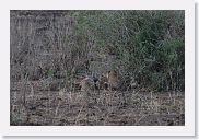 18TarangirePMGameDrive - 55 * Lionesses finishing off a meal of Zebra.